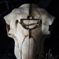 Sacred Occult Half Moon Elemental Necklace